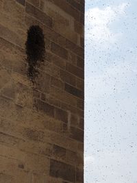 Ein Bienenschwarm beantragt Kirchenasyl!